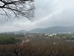 -香雪海