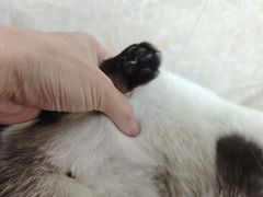 -瑞鹏宠物医院·夜间急症·心超·猫科(祖庙分店)