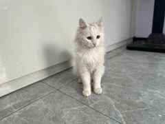 -艾贝尔宠物医院·宠保定点·超声绝育·免疫点(樱花路店)