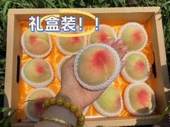 -老袁家蜜桃农场·阳山水蜜桃