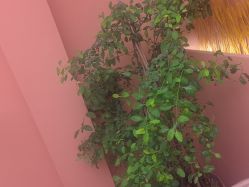 -伊奈尔美甲美睫