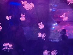 -左海海底世界