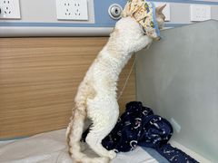-达爱动物医院·犬猫分区·CT·复杂眼科(远洋山水分院)