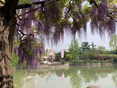 -嘉定紫藤园