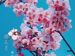 -顾村公园