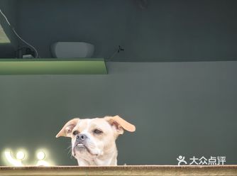 带桃子去打疫苗，路过这家店，被门口迎客的狗子吸引了