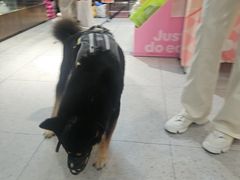 -FAELING PETS美天灵宠物(富力广场店)