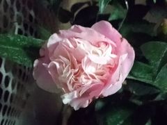 -芳村(地铁站)
