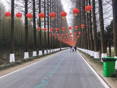 -黄海国家森林公园