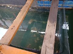 -蓝湾碧波·老字号·疍家非遗海上餐厅