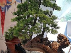 -顺峰(农展馆店)