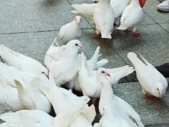 -王府井奥莱临潼小镇(临潼店)