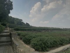 -中国茶叶博物馆(双峰馆区)