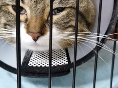 -瑞派康怡24h宠物医院·犬猫医疗中心·微创绝育(瑞景分院)