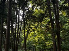 -东平国家森林公园