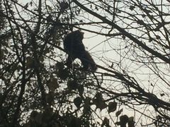-成都大熊猫繁育研究基地