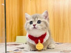 -欣宠猫屋·矮脚拿破仑·蓝金金渐层