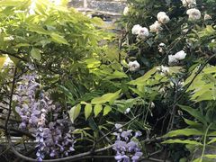 -喵屿·大理花园猫咖
