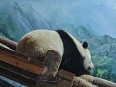 -武汉动物园