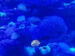 -太平洋海底世界