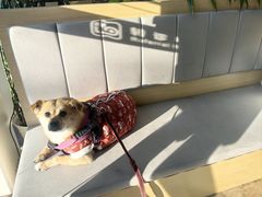 -美联众合动物医院·24h转诊中心