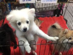 -席娜卡琳火车铁道夜市