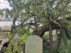 -江心屿景区