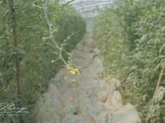 -庞各庄西瓜蔬菜采摘园·锦华瓜园