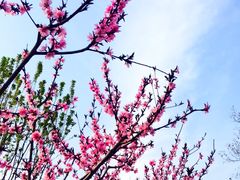 -黄村公园
