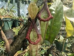 -国家植物园南园