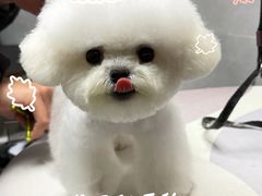 -翊宠yipet猫狗购宠庄园犬舍•猫舍