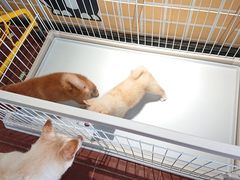 -柴犬高等学院·狗咖·柴犬售卖·宠物训练