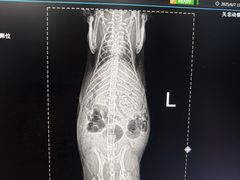 -瑞派·关忠动物医院·异宠专科·犬猫肿瘤·皮肤专科(望京店)