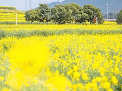 -光明小镇欢乐田园