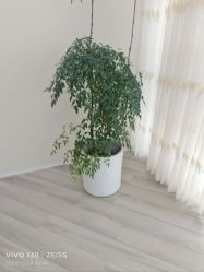 -HEYAN荷妍专业脱毛连锁机构