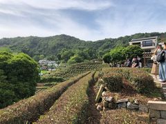 -龙井村