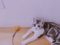 -李小姐の猫咖啡馆(五角场店)