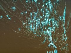 -怀托摩萤火虫洞