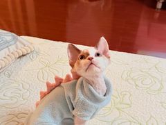 -佑安动物医院·全科·内窥镜中心(幸福巷店)