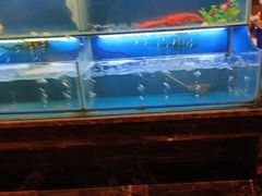 水产区-芭菲盛宴·环球美食(袁家岗店)