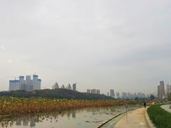 -月湖风景区