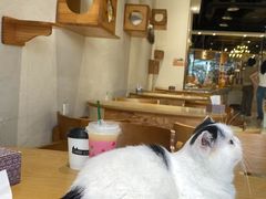 -藏猫猫咖啡主题馆(中央大道店)