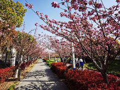 -高东镇樱花园