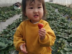 -小鱼草莓采摘园农家乐·小鱼餐厅