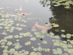 -白马涧龙池景区