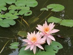 -深圳国际园林花卉博览园