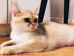 -猫小院猫主题餐厅(三里屯店)