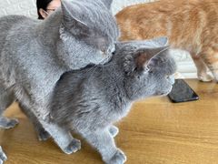 -平行世界·猫咖(首经贸店)