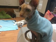 -猫色咖啡·猫咖