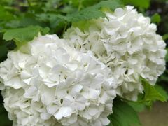 -上海滨江森林公园